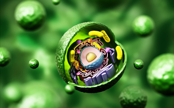 Poikkileikkauskuva solusta, jossa näkyvät mitokondriot