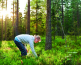 Nainen poimii marjoja mäntymetsässä.