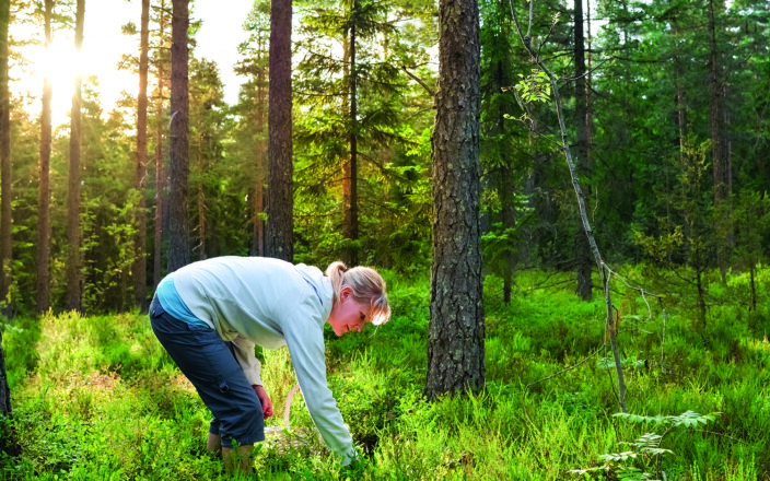 Nainen poimii marjoja mäntymetsässä.