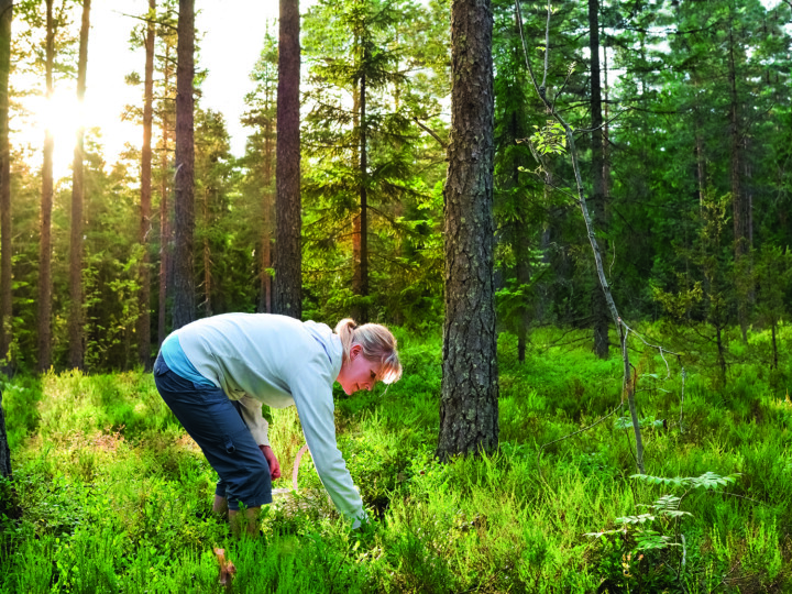 Nainen poimii marjoja mäntymetsässä.