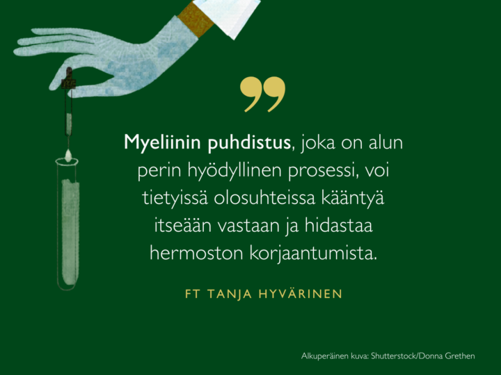 Myeliinin puhdistus, joka on alun perin hyödyllinen prosessi, voi tietyissä olosuhteissa kääntyä itseään vastaan ja hidastaa hermoston korjaantumista, sanoo tutkija Tanja Hyvärinen.