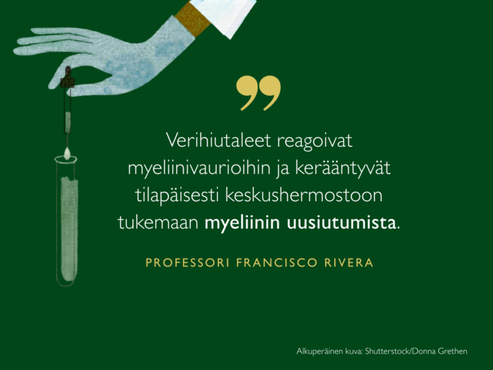 Verihiutaleet reagoivat myeliinivaurioihin ja kerääntyvät tilapäisesti keskushermostoon tukemaan myeliinin uusiutumista, kertoo professori Rivera.